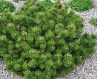 Pinus mugo 'Klosterkoetter' -- Berg-Kiefer 'Klosterkötter'